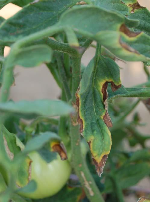 Bacterial canker of tomato This disease causes a leaf scorch (marginal leaf burn) (Fig. 3) and progresses inward causing dieback anywhere on the plant.
