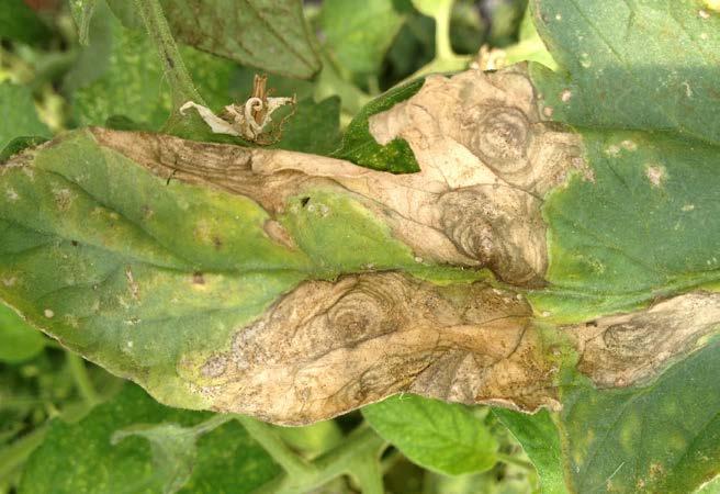 Fig. 3. Leaf scorch phase of bacterial canker of tomato. Early blight of tomato Early blight is probably the most common foliar disease of tomato world-wide.