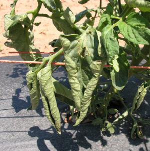 Physiological leaf roll of tomato Leaves roll inward and become tough and leathery (Fig. 5).