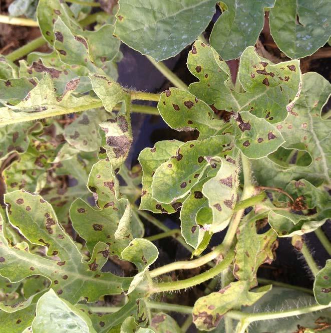 Leaf roll is not thought to cause yield loss but severely affected plants may have higher levels of culled fruit from sunscald. Fig. 5. Physiological leaf roll of tomato.