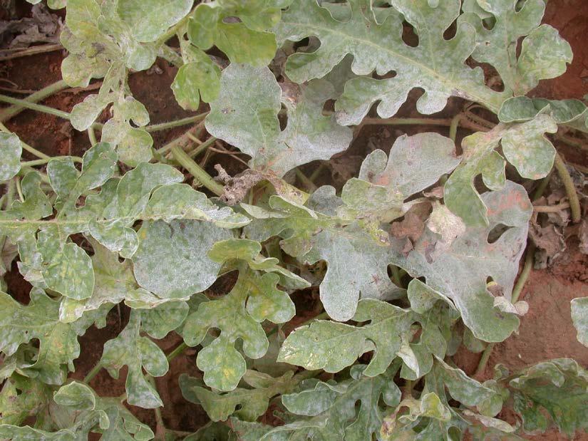 Cucurbit powdery mildew I recently received a report of powdery mildew on watermelon in western Oklahoma. The disease is easy to diagnose.