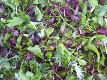 Nutrient-Packed Microgreens and Mini-Greens There is a trend growing in the farming world, with good reason.