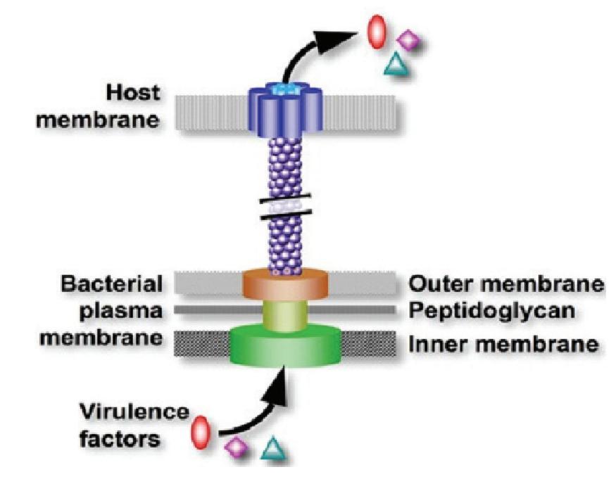 1.5 Type three secretion systems (TTSS) of bacteria to translocate virulence factors to the host during infections After a foreign genome is integrated into the bacterial chromosome the genes for