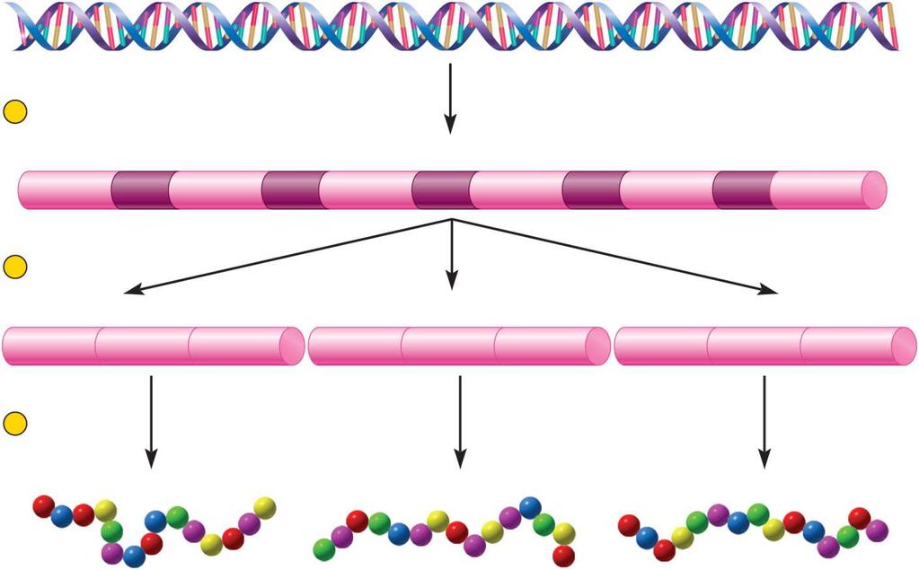 Alternative Splicing of mrna Gene (DNA) 1 Transcription Pre-mRN A Intron Exon A B C D E F 2 Splicing mrna 1 mrna 2 mrna 3 A C D B D E A E F 3