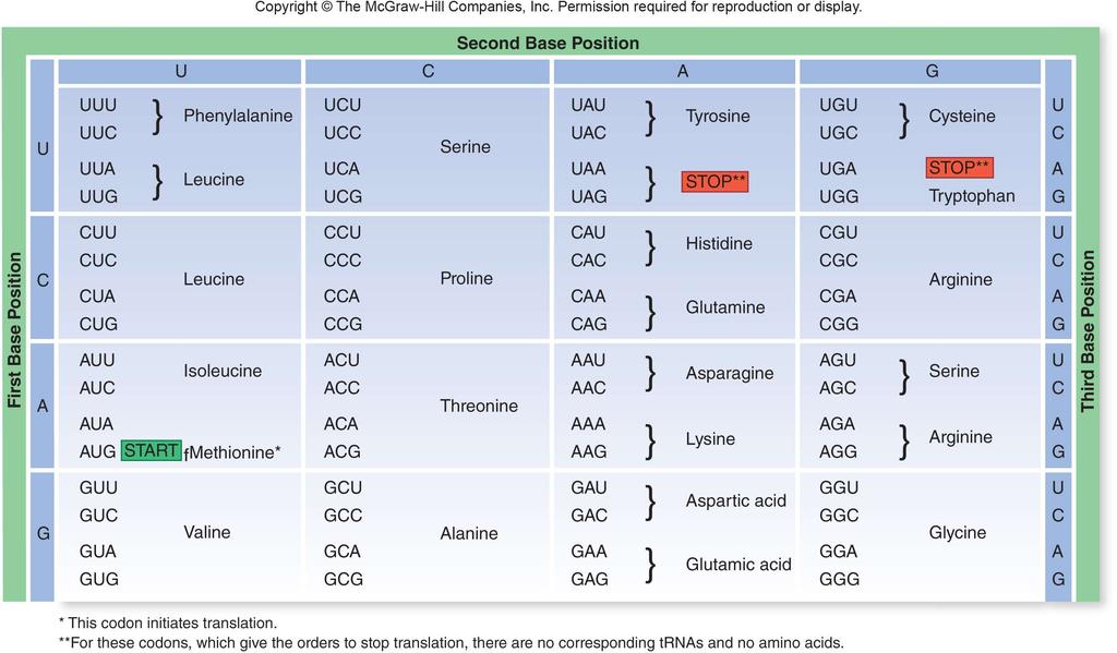 Possible Codons and Amino