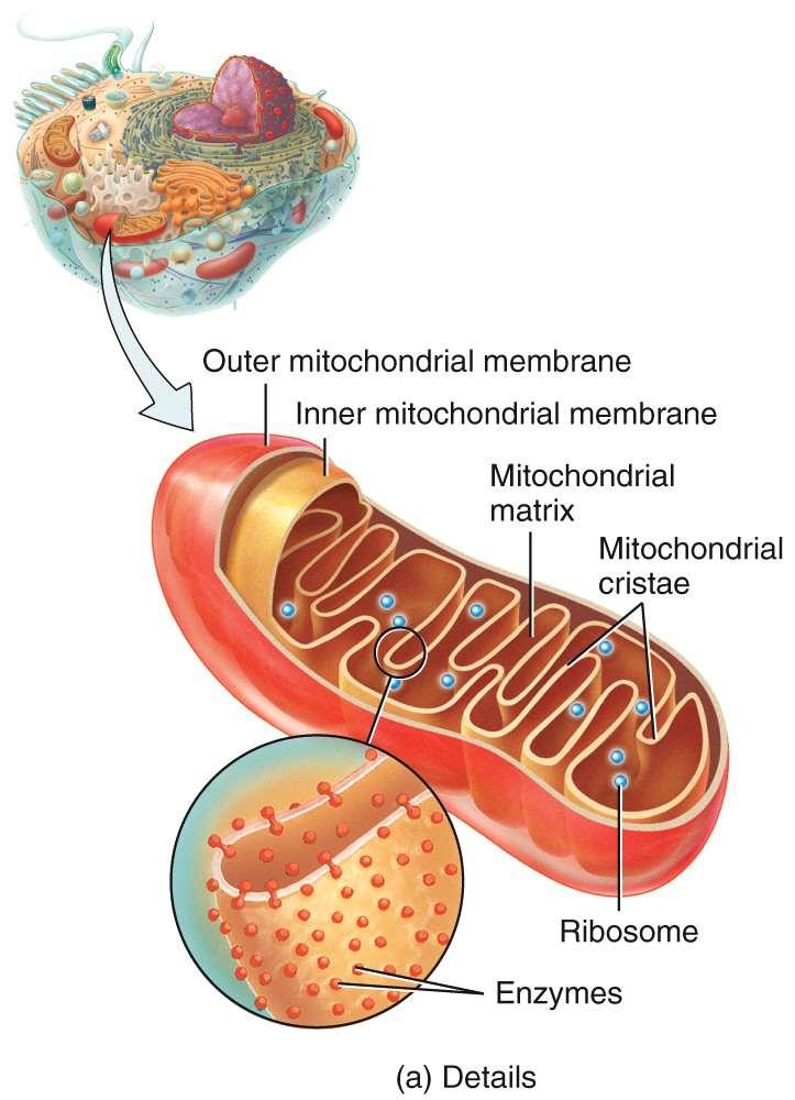 Mitochondria Undergo Mitosis Independent of the Cell s Genome (What does this suggest? endosymbiosis!) All mitochondria are maternal meaning they come from the egg.