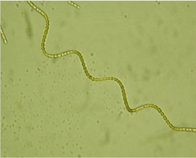 aquae Microcystis aerogenosa Picture