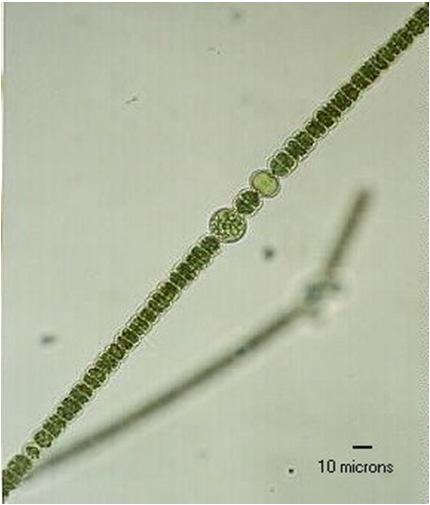Aphanizomenon, Cylindrospermum,