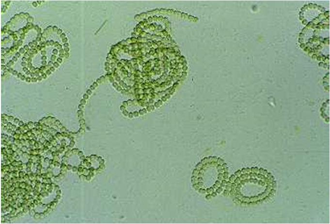 Anabaena variabilis Picture source: