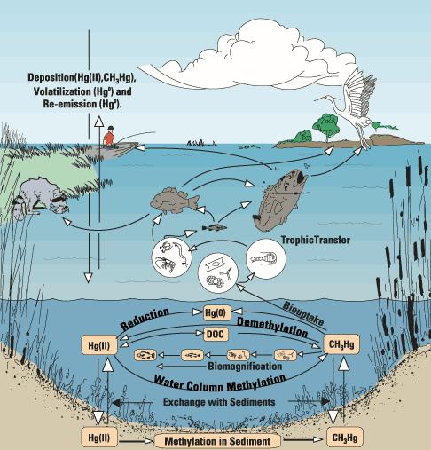 In the environment, sulfate-reducing bacteria take up mercury in its inorganic form and through metabolic processes