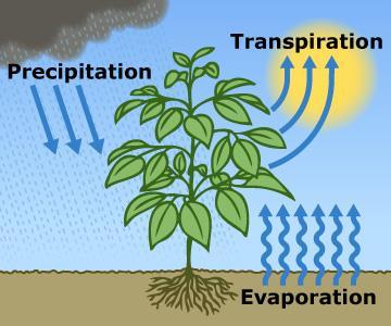 Plant Water Requirements Evapotranspiration - ET Evaporation Environmental water loss