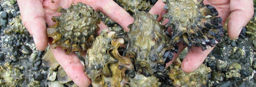3 Recommended Strategies and Actions to Address Ocean Acidification Oysters from Washington.