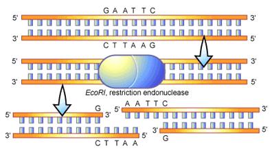 Manipulating DNA Long and unruly strands of DNA are cut with "molecular scissors" known as restriction enzymes.