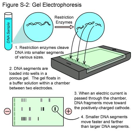 The fragments will vary in length and can be sorted and analyzed using a technique called Gel Electrophoresis. The resulting pattern is often called a DNA fingerprint.