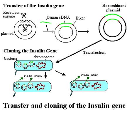 Cloning Recombinant DNA Bacterial plasmids, loops of DNA, can be cut and pasted with recombinant DNA technology techniques. Virtually any gene can be spliced into a plasmid.