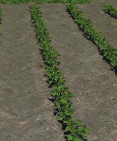 Source: 2015 Monsanto Centre of Xcellence, Oakville, MB. CHOSE THE BEST OPTION FOR YOUR FIELD AND FARM The high-yielding Roundup Ready 2 Xtend soybeans are tolerant to both glyphosate and dicamba.