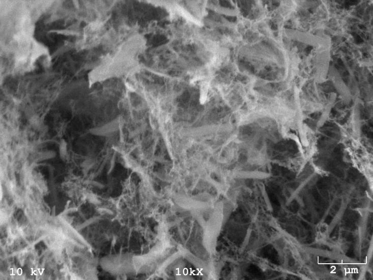 Figure 3. Different morphologies of cellulose nanofibrils using different drying processes.