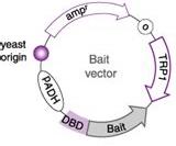 CONSTRUCT DB FUSION PROTEIN How to Y2H: Step 1 Clone bait DNA fragment into plasmid pdbleu = GAL4 DNA-binding domain vector Via restriction enzyme digest + ligation May need to amplify bait