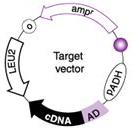 CONSTRUCT AD FUSION PROTEIN How to Y2H: Step 2 Clone prey DNA fragments into plasmid ppc86 = GAL4 activation domain