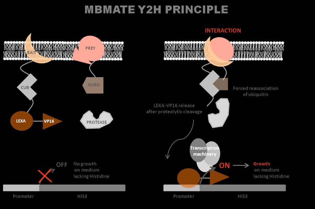 Split-ubiquitin system to conquer membrane-bound