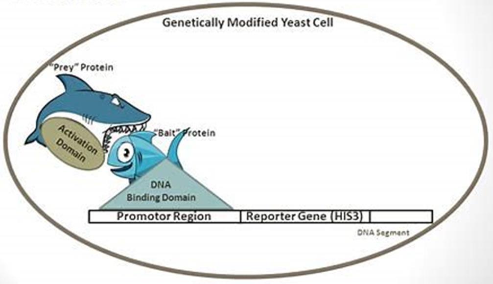 If X & Y interact, GAL4 domains will reunite and activate a reporter gene.