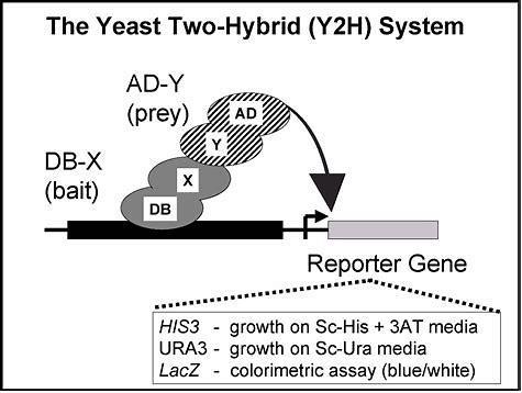 Y2H: Reporters HIS3 Allows growth in the presence of HIS3