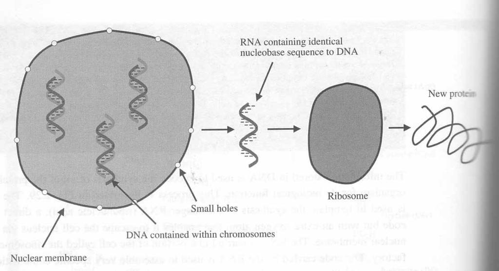 should be cut out and discarded. A string of unnecessary mrna is called an intron. When the slice some finds an intron it pulls the RNA together so that the intron loops away from the strand.