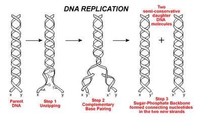 3. Another enzyme, (DNA Polymerase) uses base pairing rules match new base pairs onto
