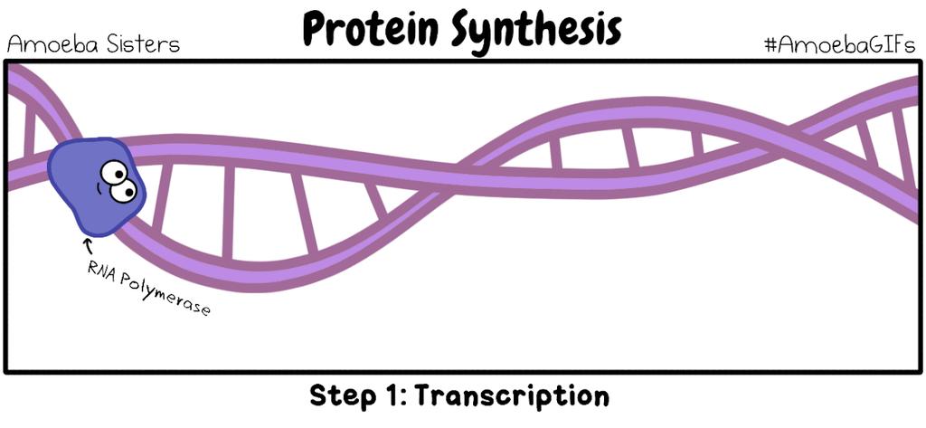Protein Synthesis Process of turning the instructions found in