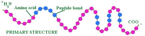 So now we have a polypeptide chain or a PROTEIN! Scientists need to be able to tell proteins apart sometimes.