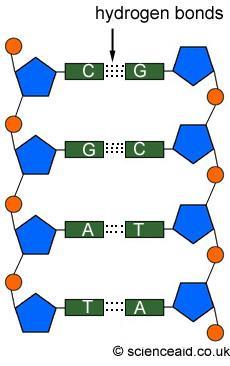 DNA Structure Hydrogen bonds hold the two DNA strands together where the nitrogen bases meet The