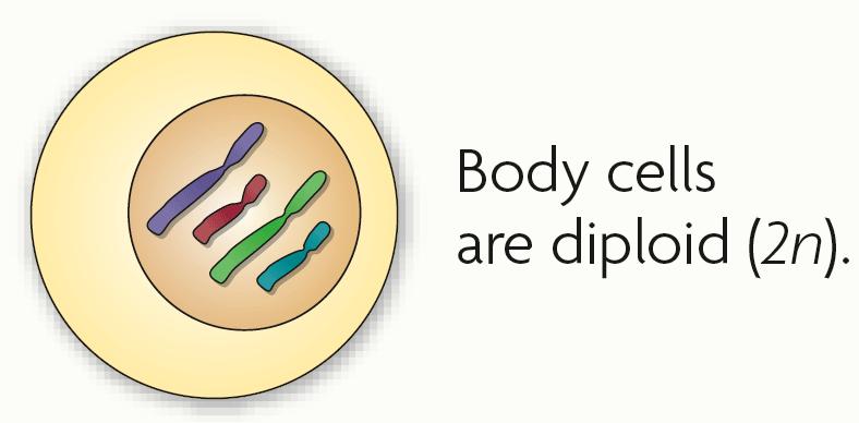 Diploid: 2 Types of Cells