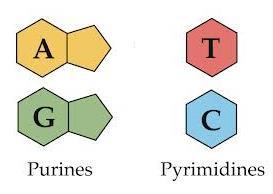 Types of Nitrogen Bases Purines have two rings in their structure Adenine