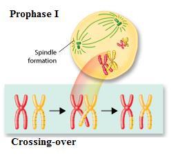 Meiosis 1: Prophase 1 Homologous Chromosomes pair up in Prophase