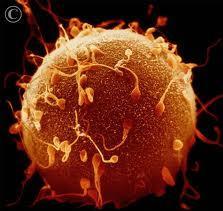 Fertilization A human sperm cell (gamete) has a haploid (N) number of chromosomes = 23.