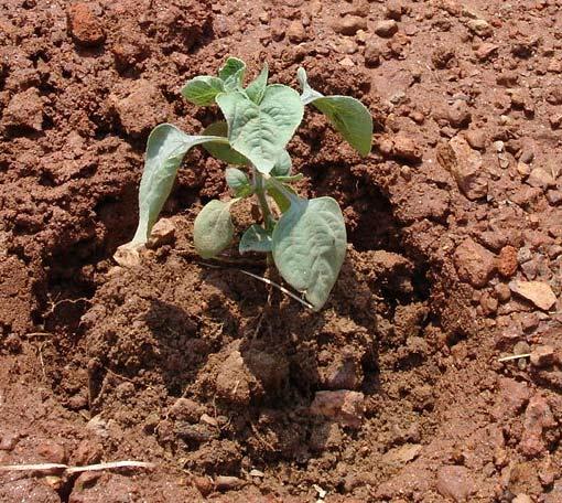 vegetable seedlings without