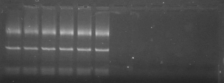 Example of test The RNA extracted by 5 min Cell/Virus RNA Extraction Kit is free from genomic DNA contamination.