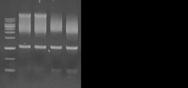 RNA was extracted from 1 X 10 6 cells and eluted to 100 ul of Elution Buffer.