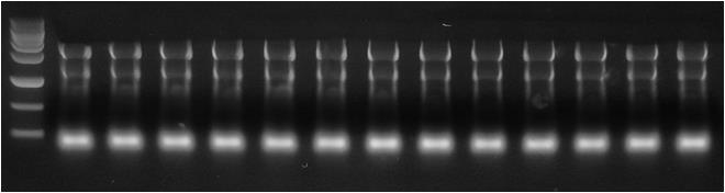 Total 6 independent samples from MDB-MB- 468 cell (2 X 10 6 ) or HeLa cell (2 X 10 6 ) were processed with 5 min Cell/Virus RNA