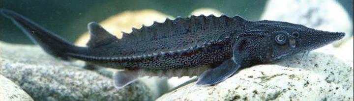 Native white sturgeon are bottom dwellers and are mainly found in the area from Marcus Flats to the Canadian border.