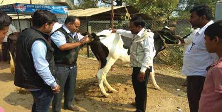 PRABHAT DAIRY EXTENSION ACTIVITIES ANIMAL HEALTH CHECKUP CAMP The basic objective of conducting the camp is to gain an understanding of the general livestock health status, breeding status,