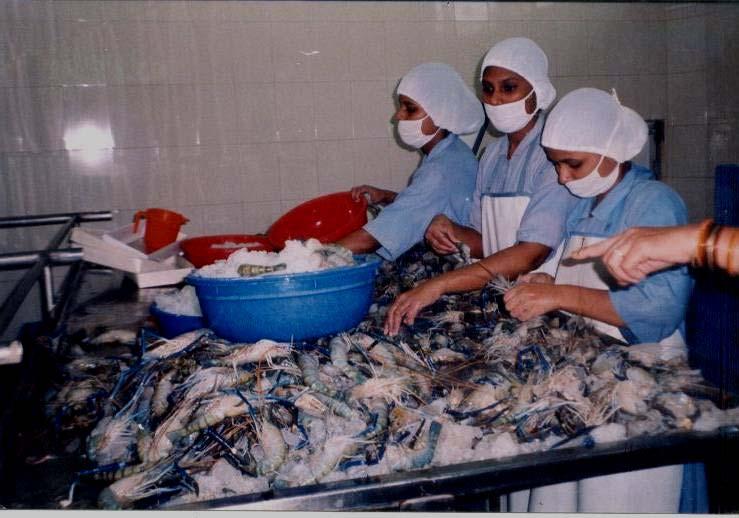 Major health problems among fisherwomen as diagnosed by the medical officer were backache, myalgia, anaemia, numbness of extremities, breath problems and joint pain