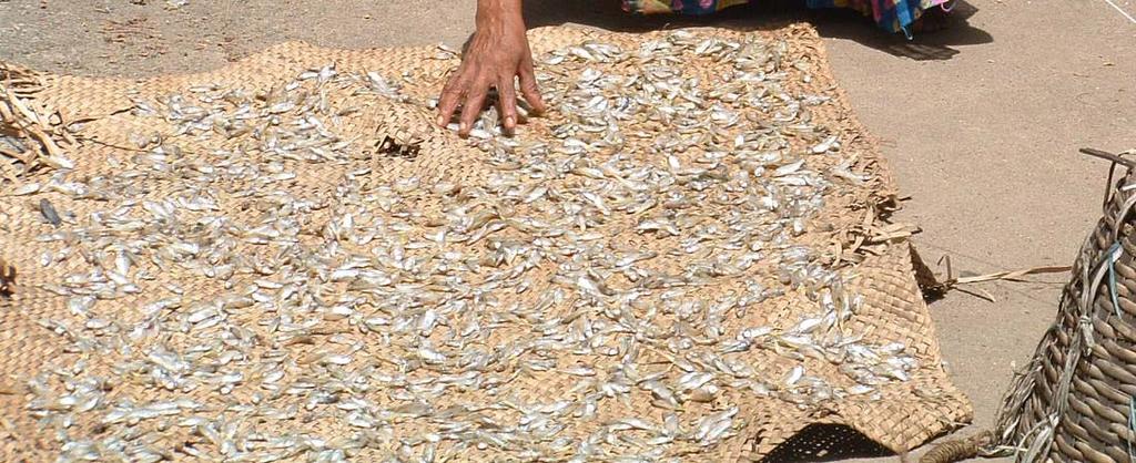 Infestation from maggots and insects Seasonality of fish availability Lack of