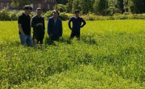 Focus on Intercropping in Organic Legumes (FIOL) Ongoing research aiming to identify problems, market opportunities and technical solutions for Swedish organic grain legume