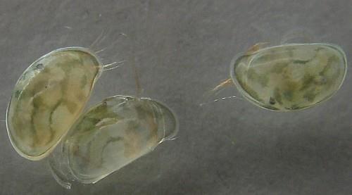 Sediment Bioassays Heterocypris incongruens: Ostracod crustaceans are ecologically important members of the meiofauna of freshwater