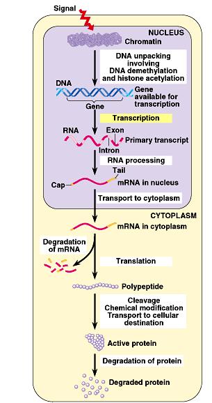 Points of genetic control The control of gene expression can occur at any step in the pathway from gene to functional protein 1.