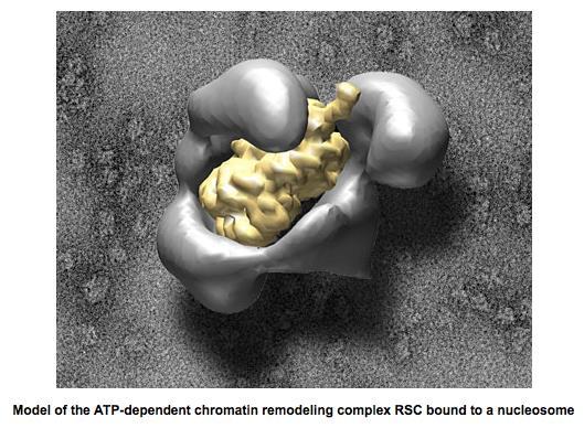 Mechanism exist to open up chromatin Chromatin remodeling complexes alter primary structure