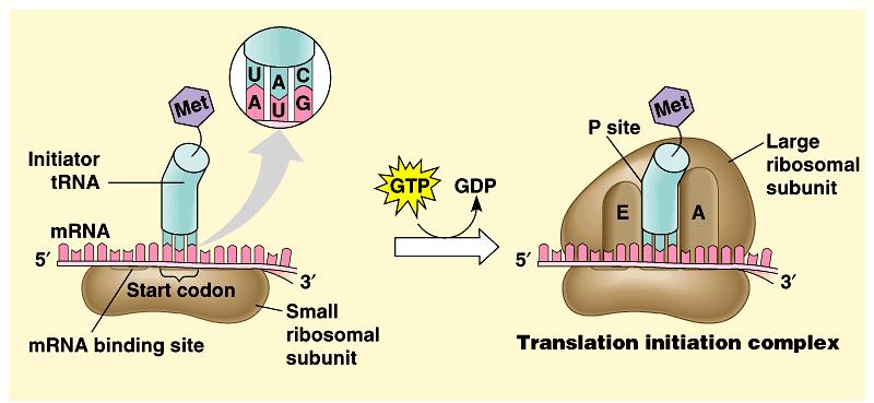 Control of translation Block initiation of translation stage regulatory proteins attach to 5' end of mrna prevent