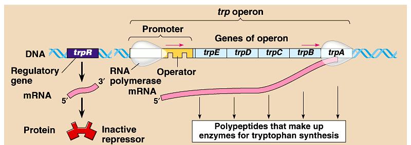 Bacteria group genes together Operon genes grouped together with related functions example: all enzymes in a metabolic pathway promoter = RNA polymerase binding