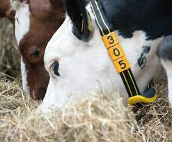 measurement for dairy cows Tool for